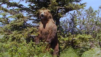 grizzly 8 - 450